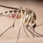 Schwangerschaft: Das sollten Sie über das Zika-Virus wissen