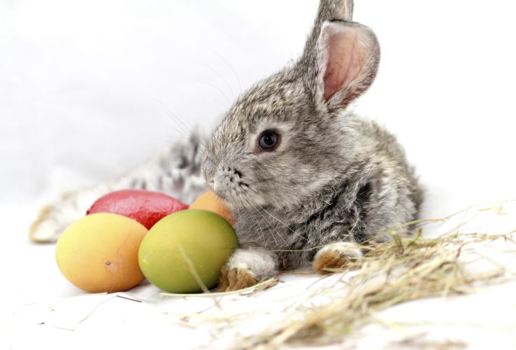 Warum der Glaube an den Osterhasen wichtig ist